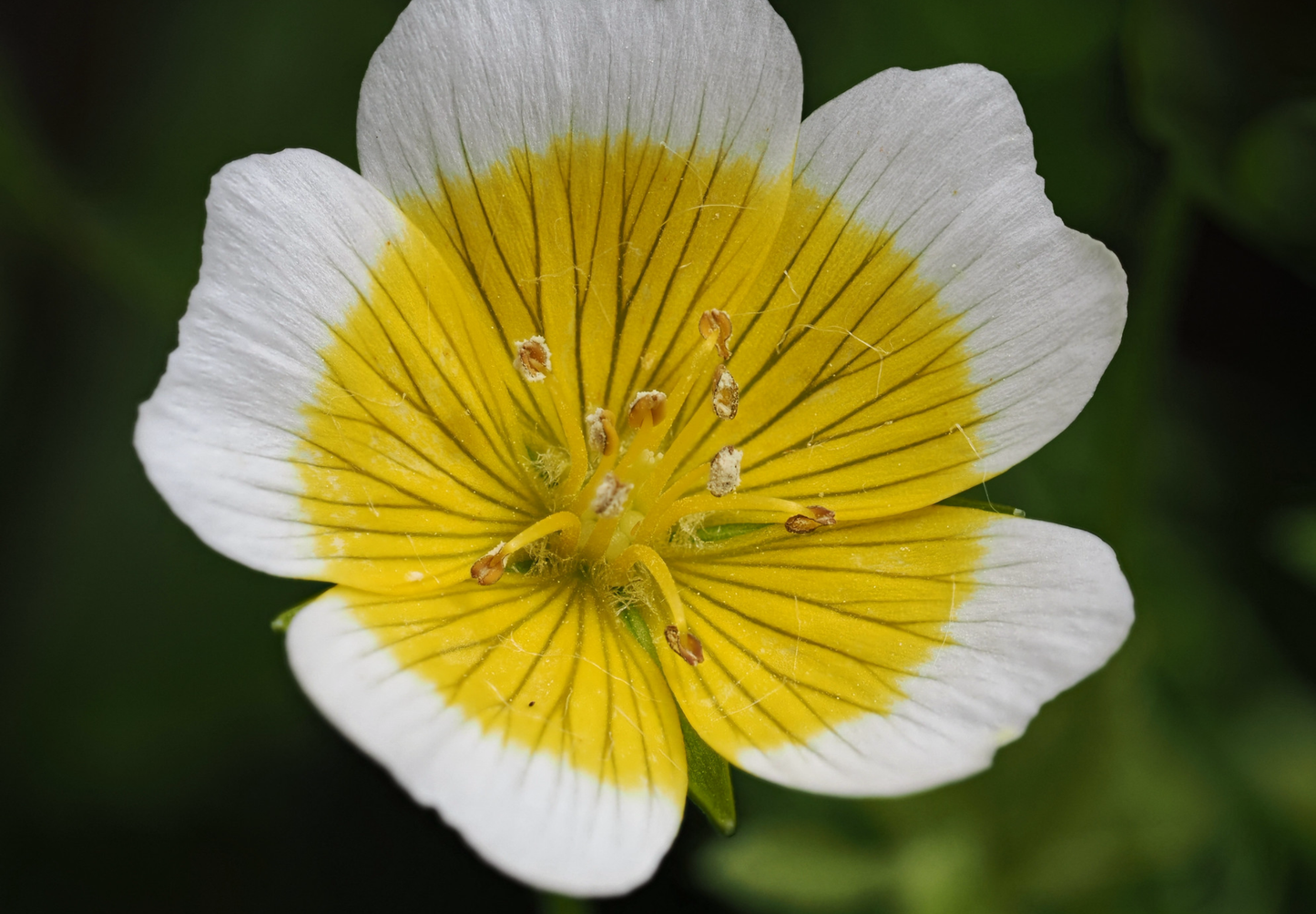 Spejlæg, æggeblomme-blomst - Limnanthes douglasii