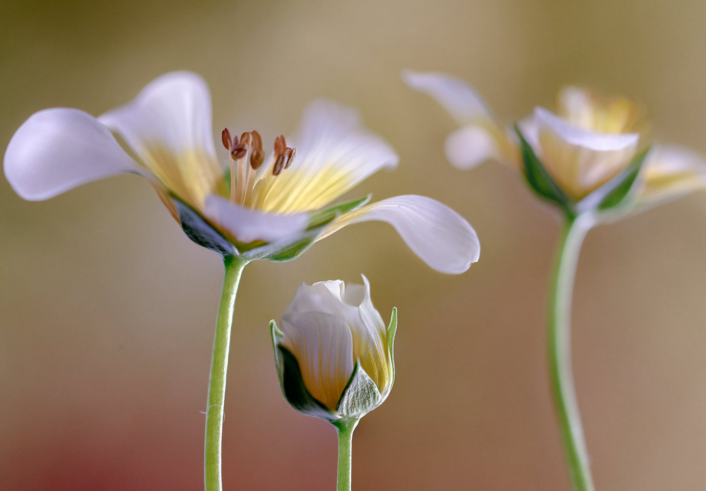 Spejlæg, æggeblomme-blomst - Limnanthes douglasii