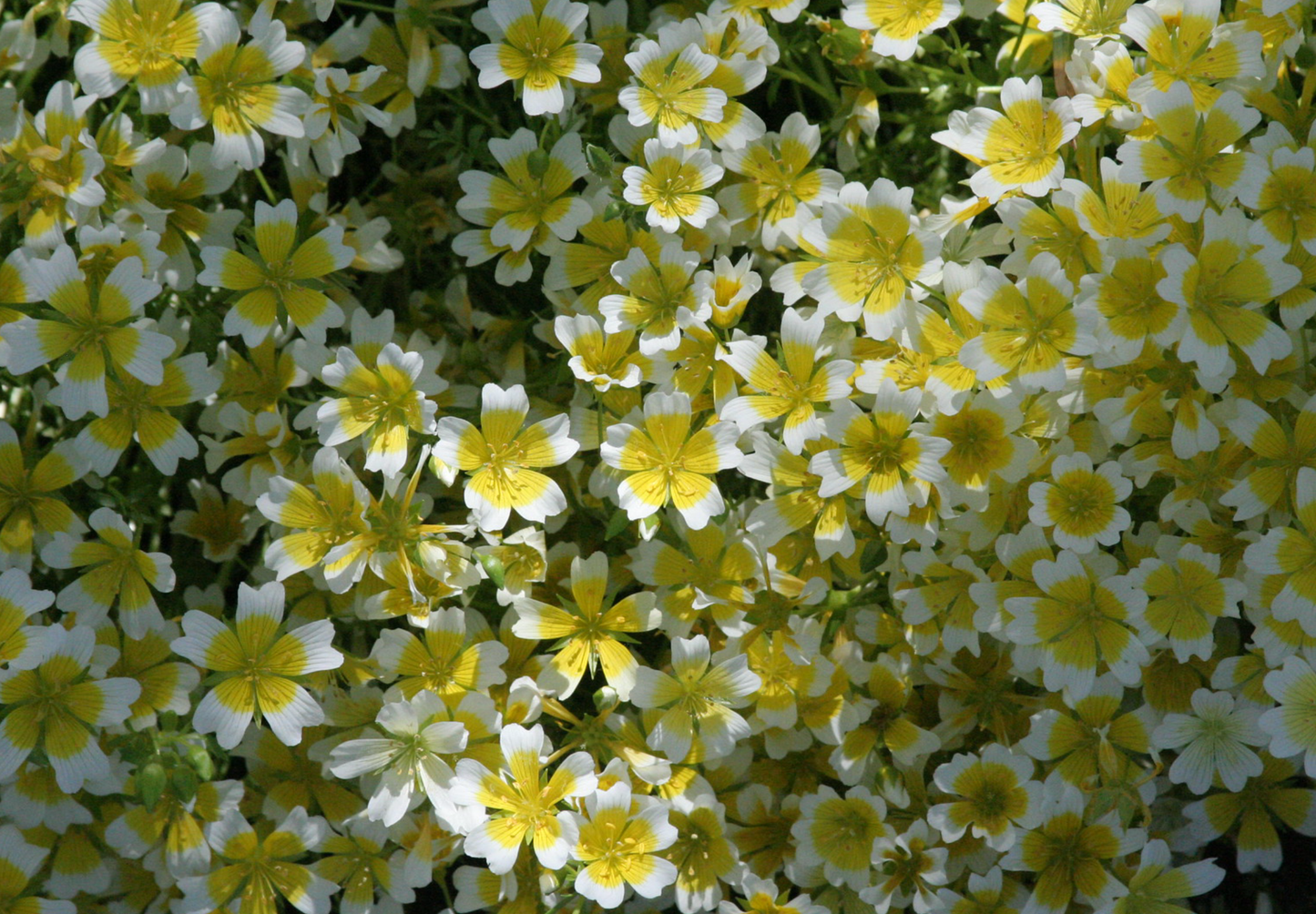 Spejlæg, æggeblomme-blomst - Limnanthes douglasii