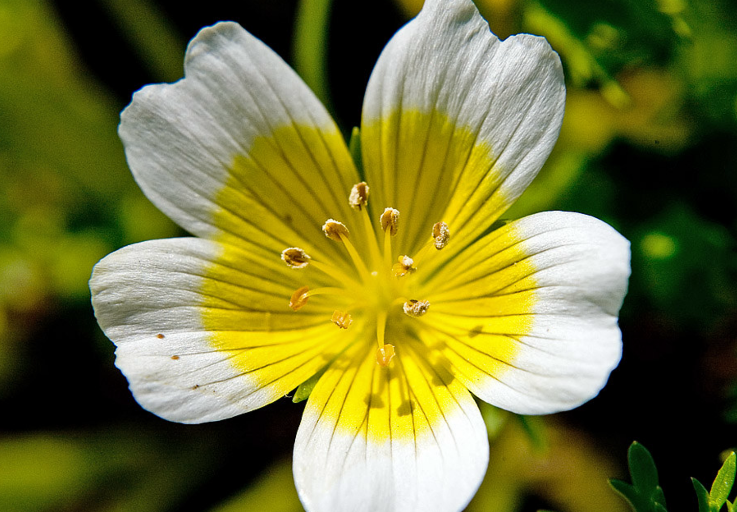 Spejlæg, æggeblomme-blomst - Limnanthes douglasii