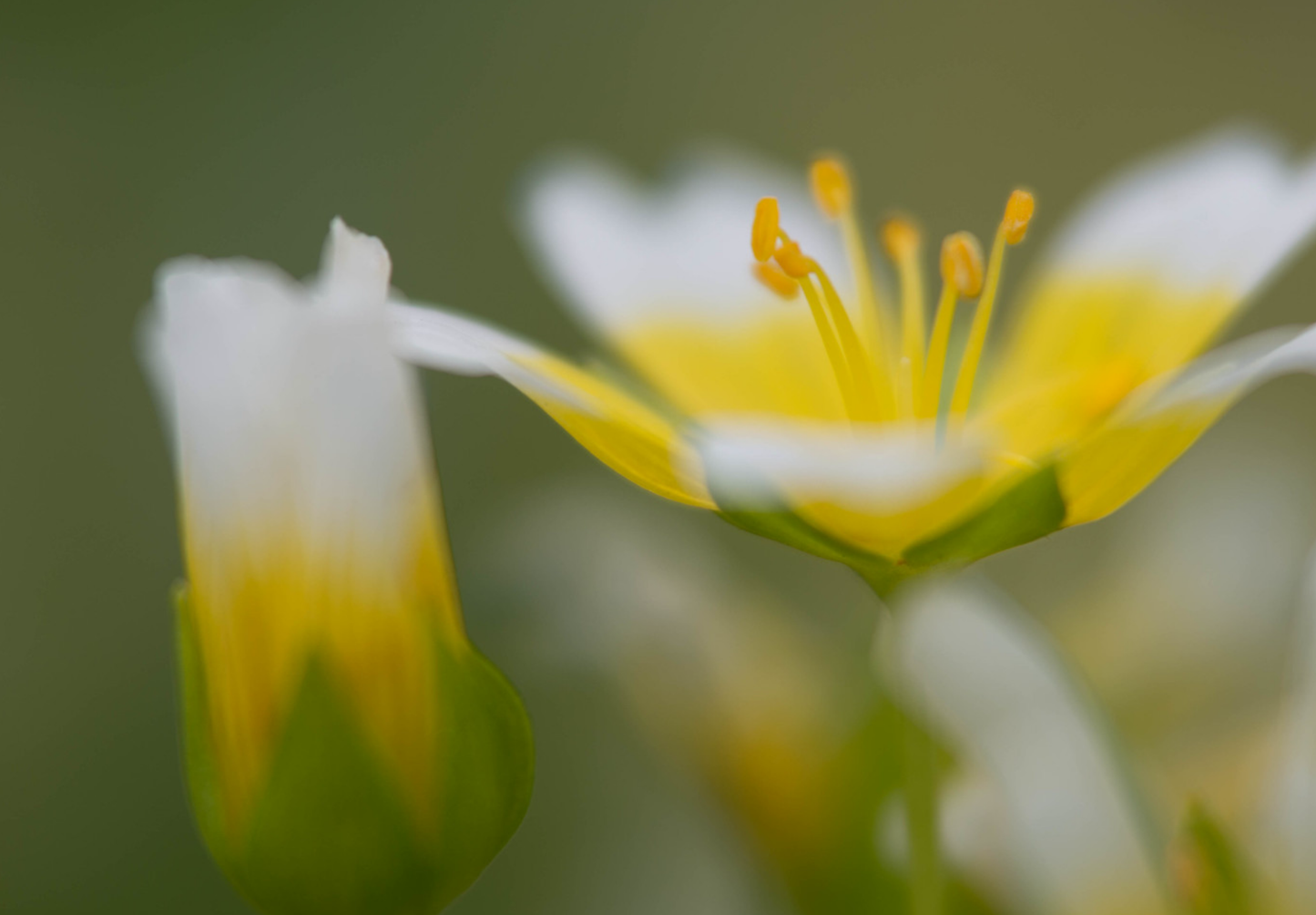 Spejlæg, æggeblomme-blomst - Limnanthes douglasii