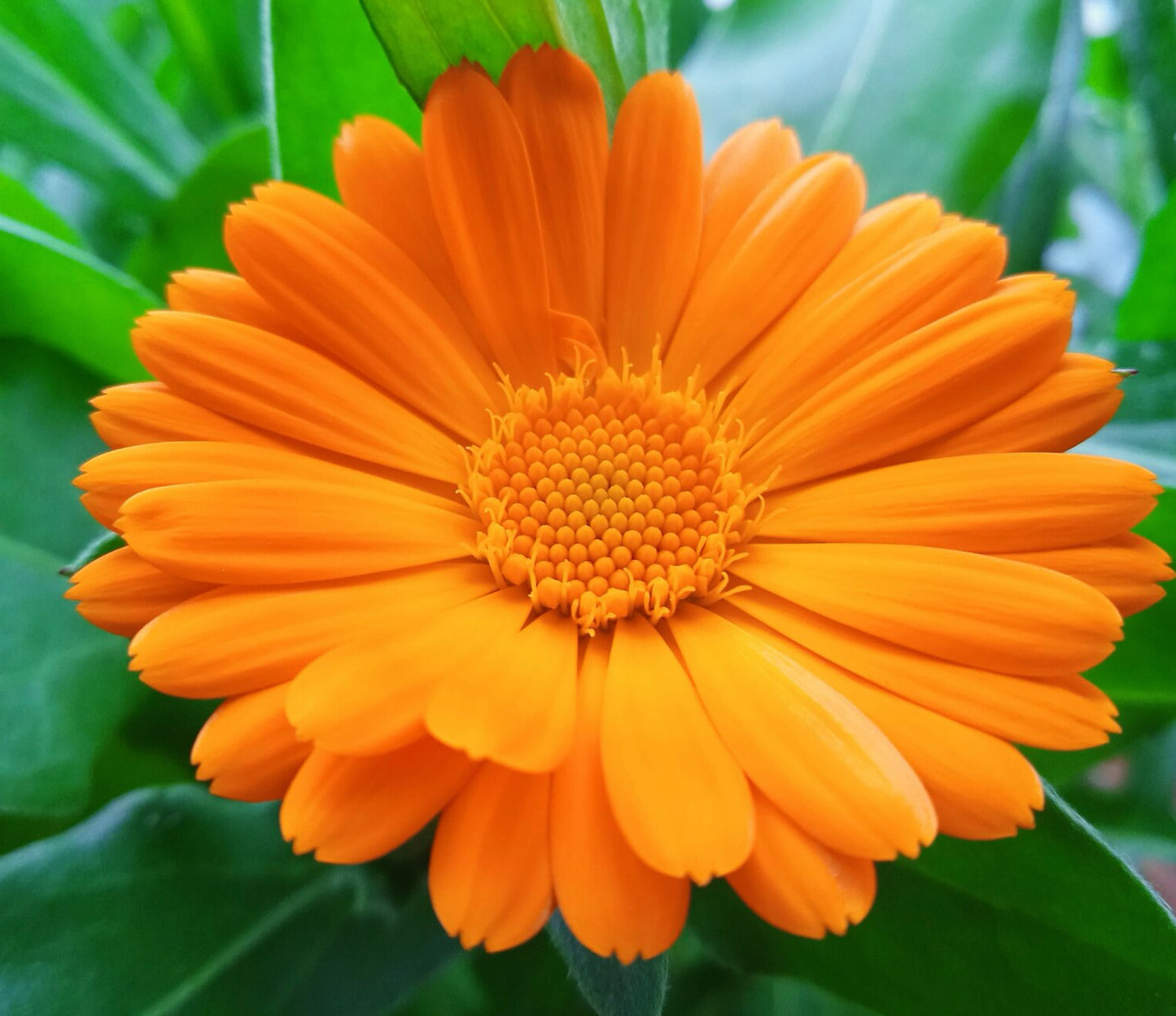 Morgenfrue  - Calendula officinalis