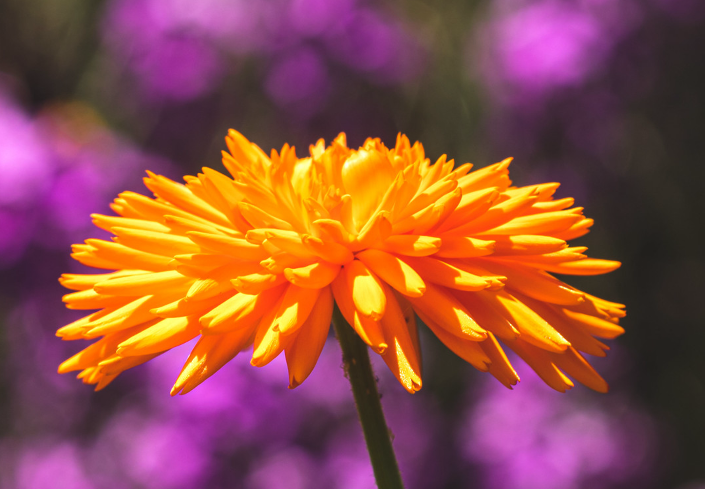 Morgenfrue  - Calendula officinalis