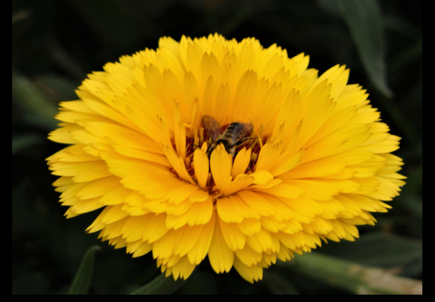 Morgenfrue  - Calendula officinalis