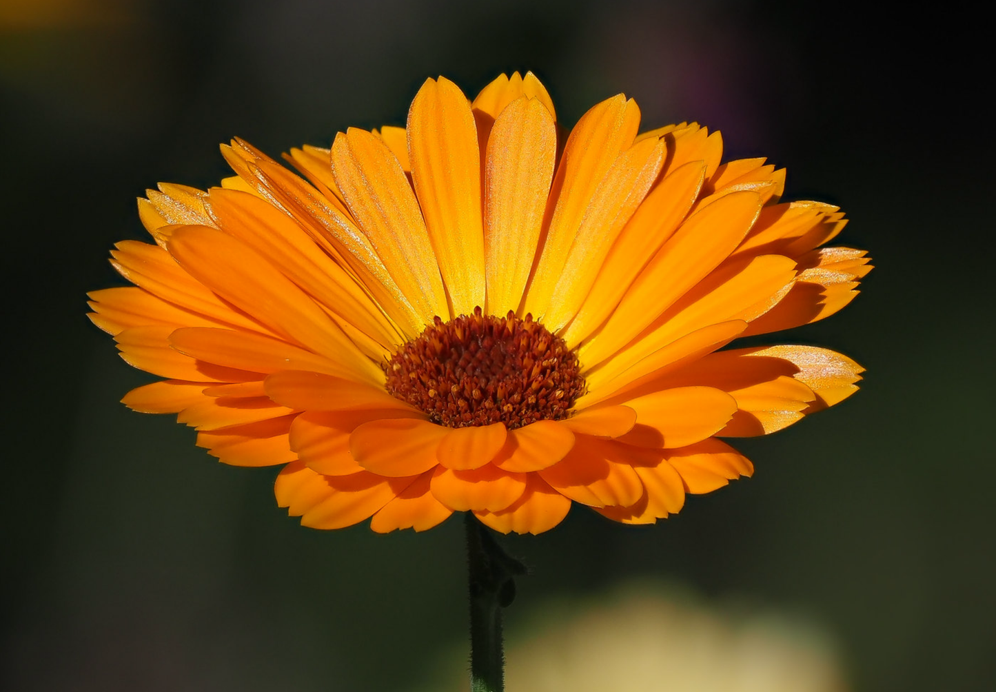 Morgenfrue  - Calendula officinalis