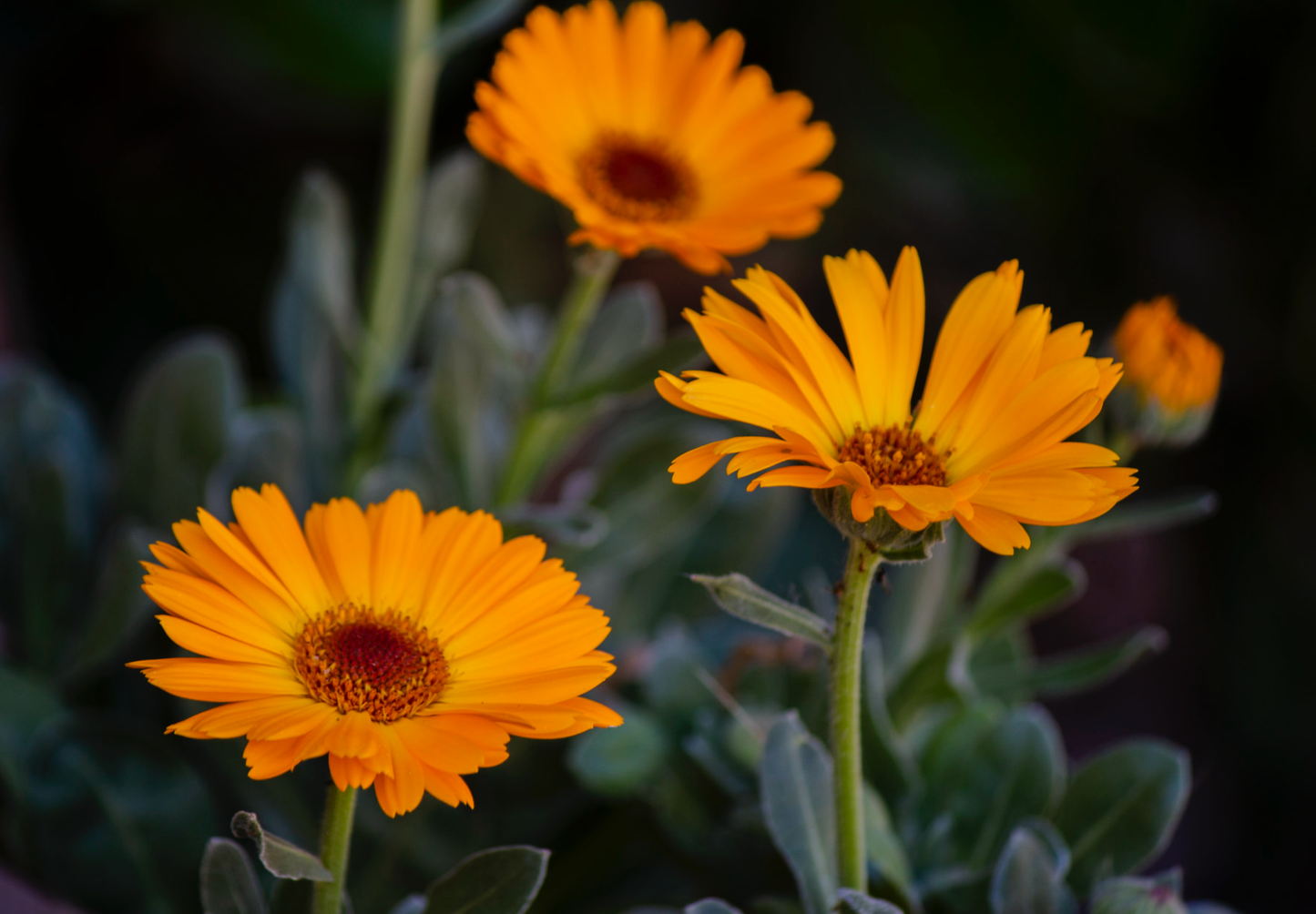 Morgenfrue  - Calendula officinalis