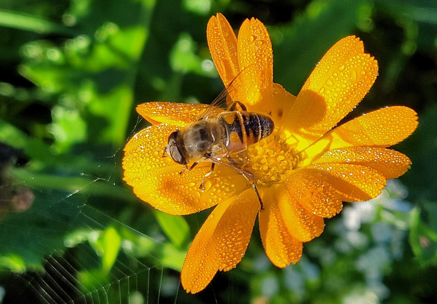 Morgenfrue  - Calendula officinalis