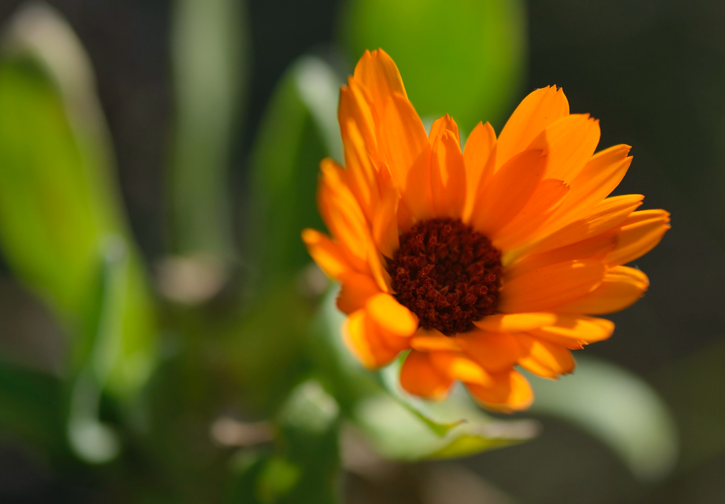 Morgenfrue  - Calendula officinalis