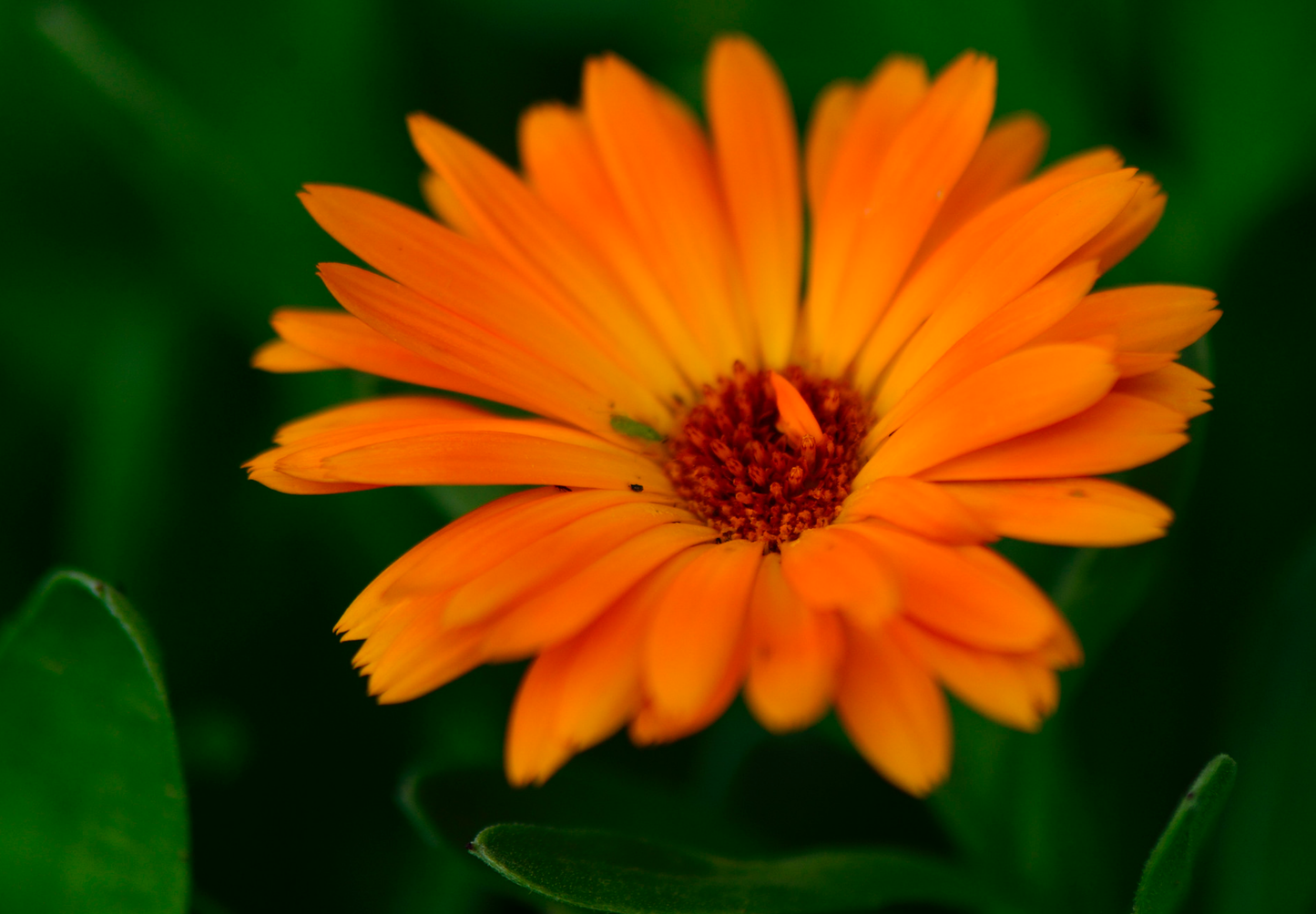 Morgenfrue  - Calendula officinalis