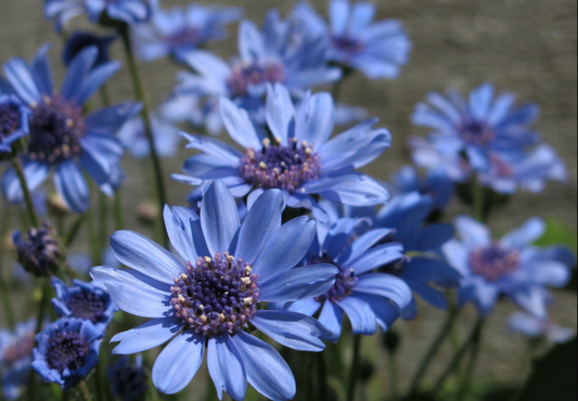 Blå Maguerit - The blue blues Daisy - Felicia heterophylla