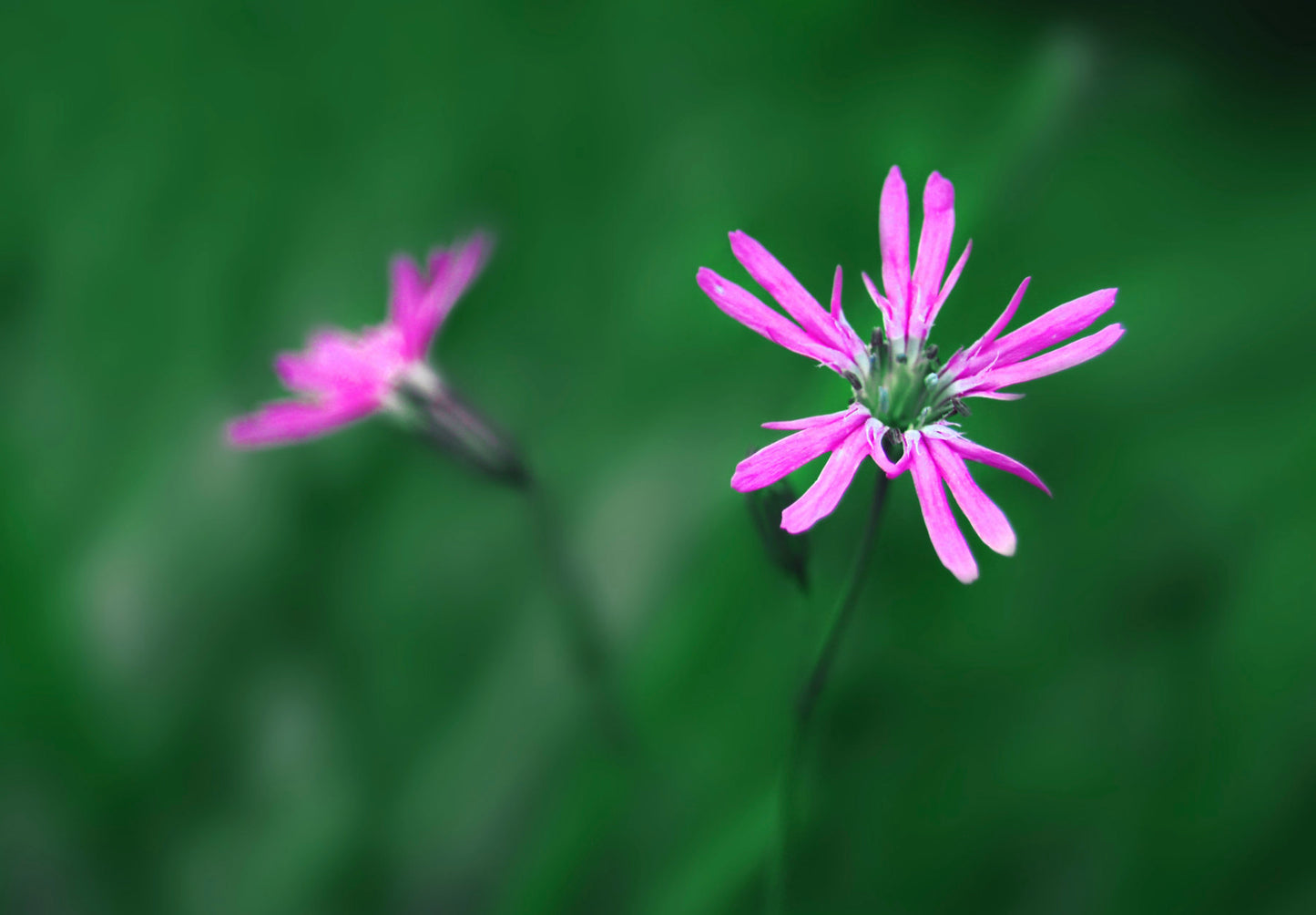 Trævlekrone - Lychnis flos-cuculi