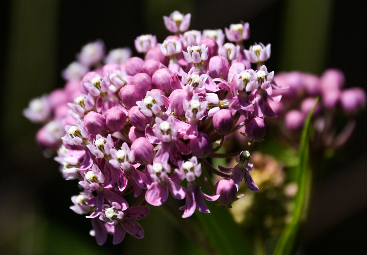 Silkeurt 'Carmine Rose' - Asclepias incarnata