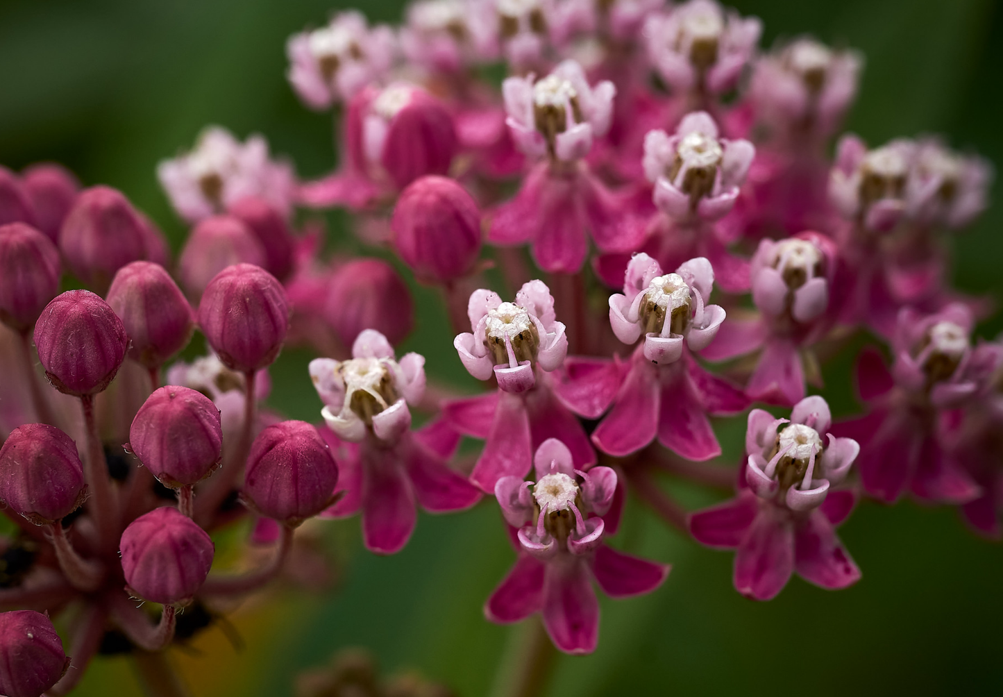 Silkeurt 'Carmine Rose' - Asclepias incarnata