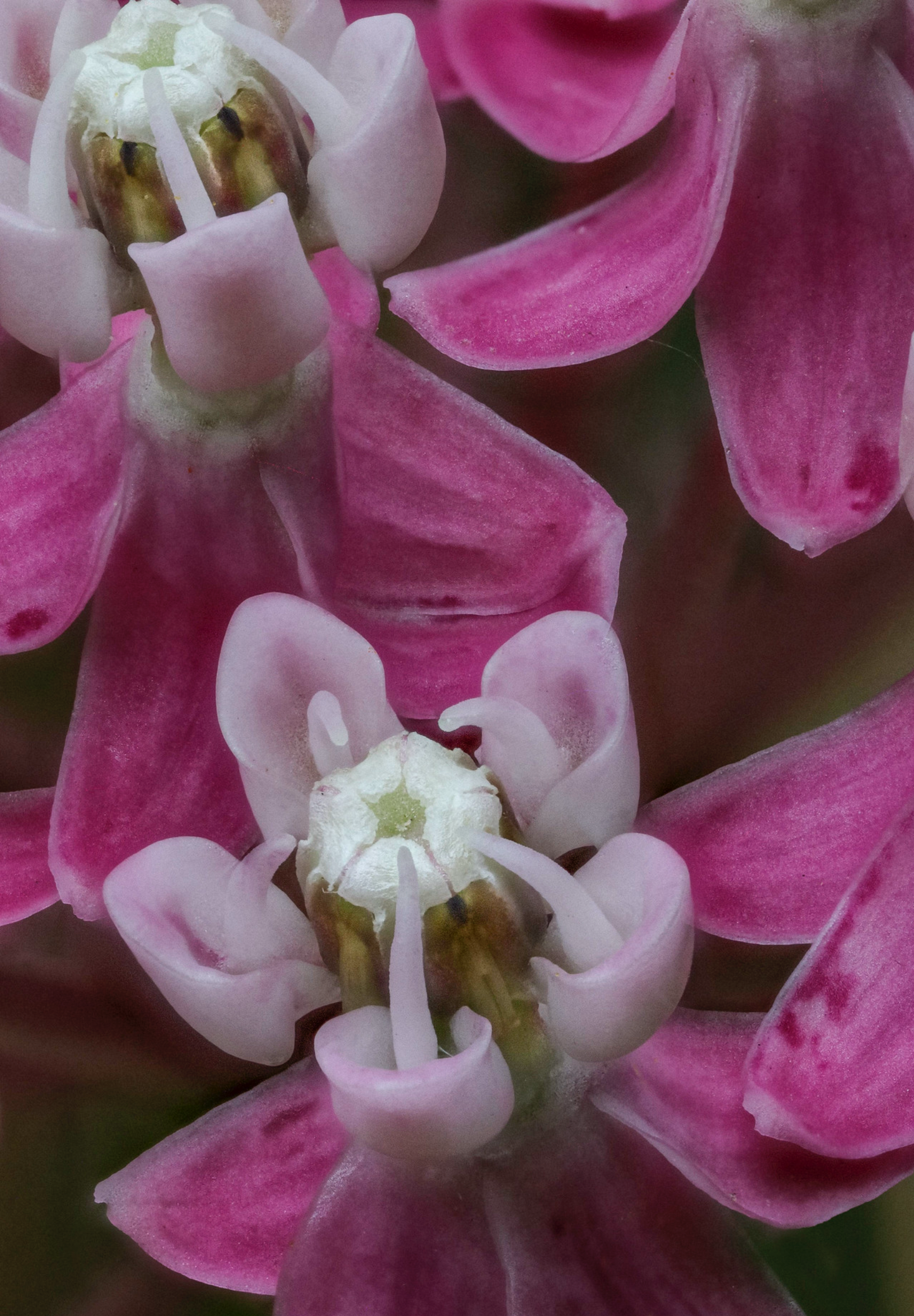 Silkeurt 'Carmine Rose' - Asclepias incarnata