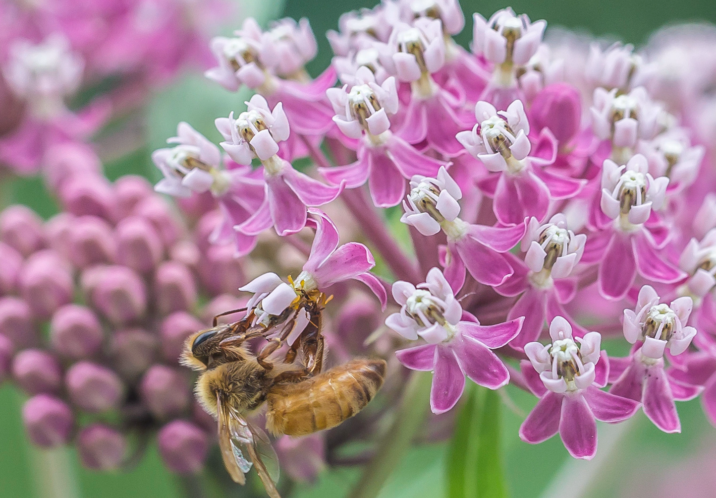 Silkeurt 'Carmine Rose' - Asclepias incarnata