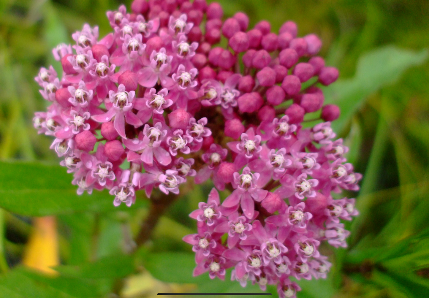 Silkeurt 'Carmine Rose' - Asclepias incarnata