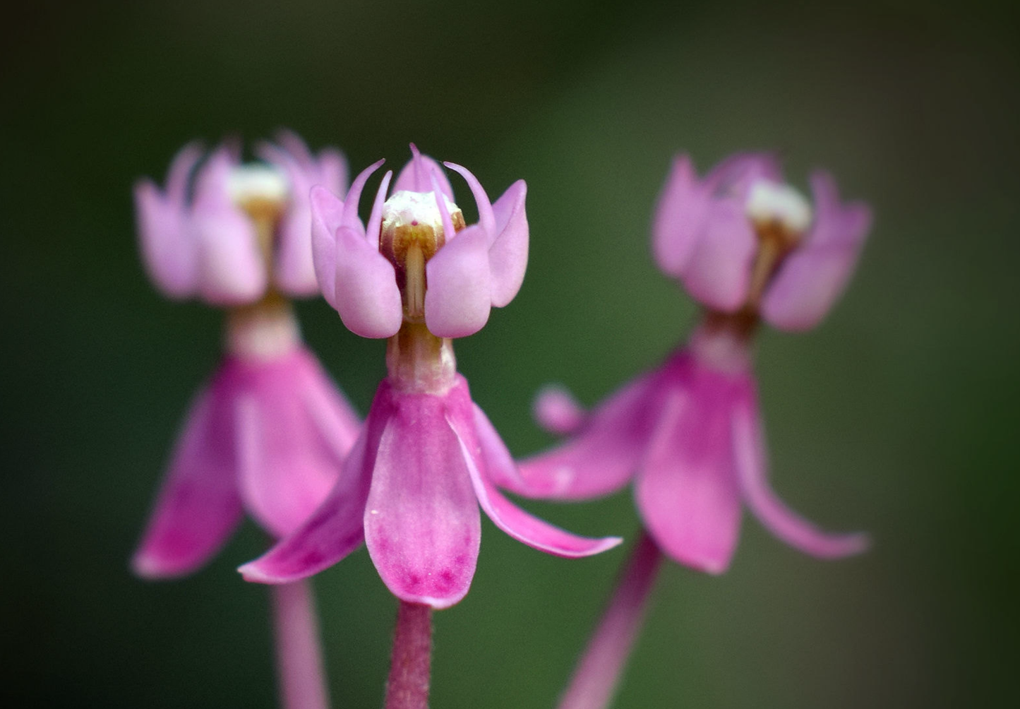 Silkeurt 'Carmine Rose' - Asclepias incarnata