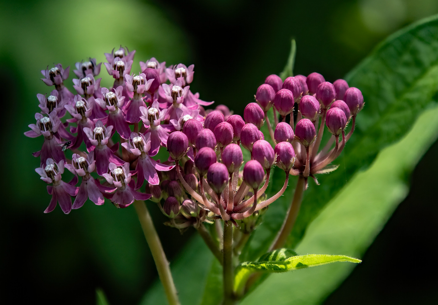 Silkeurt 'Carmine Rose' - Asclepias incarnata