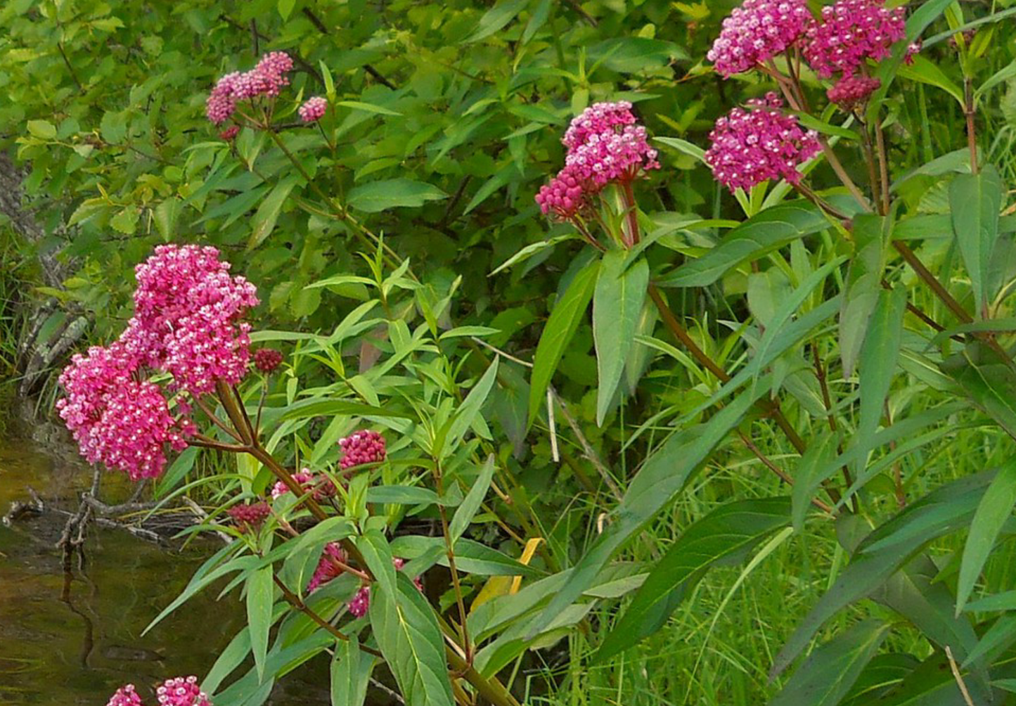 Silkeurt 'Carmine Rose' - Asclepias incarnata