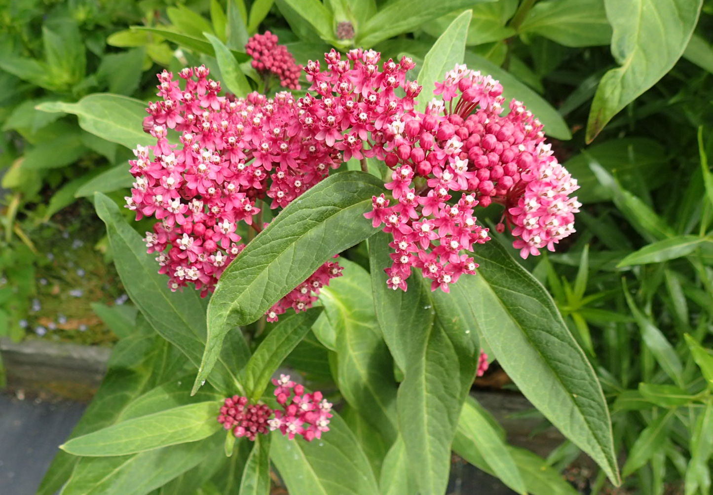 Silkeurt 'Carmine Rose' - Asclepias incarnata