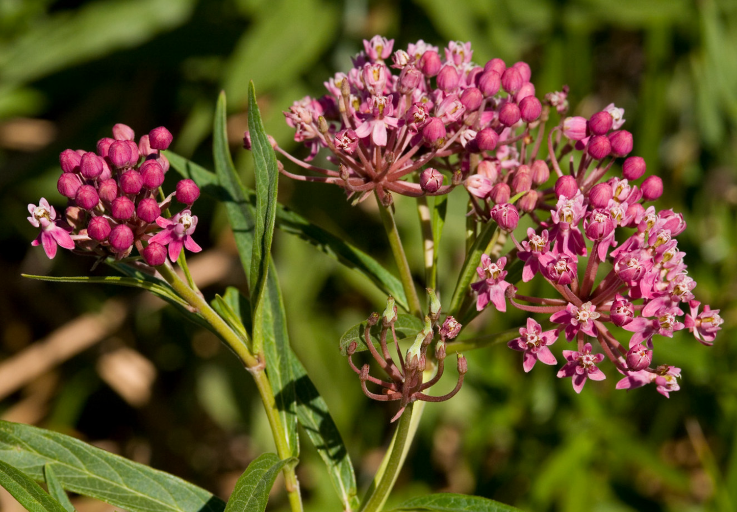 Silkeurt 'Carmine Rose' - Asclepias incarnata