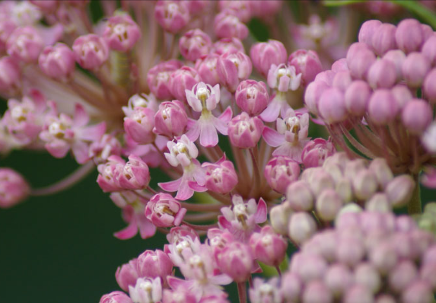 Silkeurt 'Carmine Rose' - Asclepias incarnata