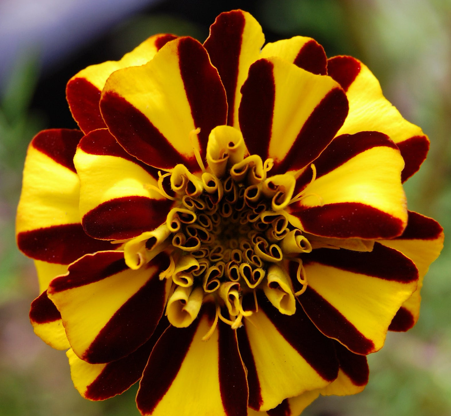 Fransk Dværgtagetes - Tagetes patula nana 'Dandy Stripe'