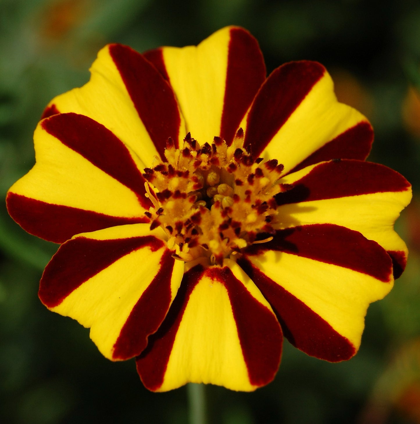 Fransk Dværgtagetes - Tagetes patula nana 'Dandy Stripe'