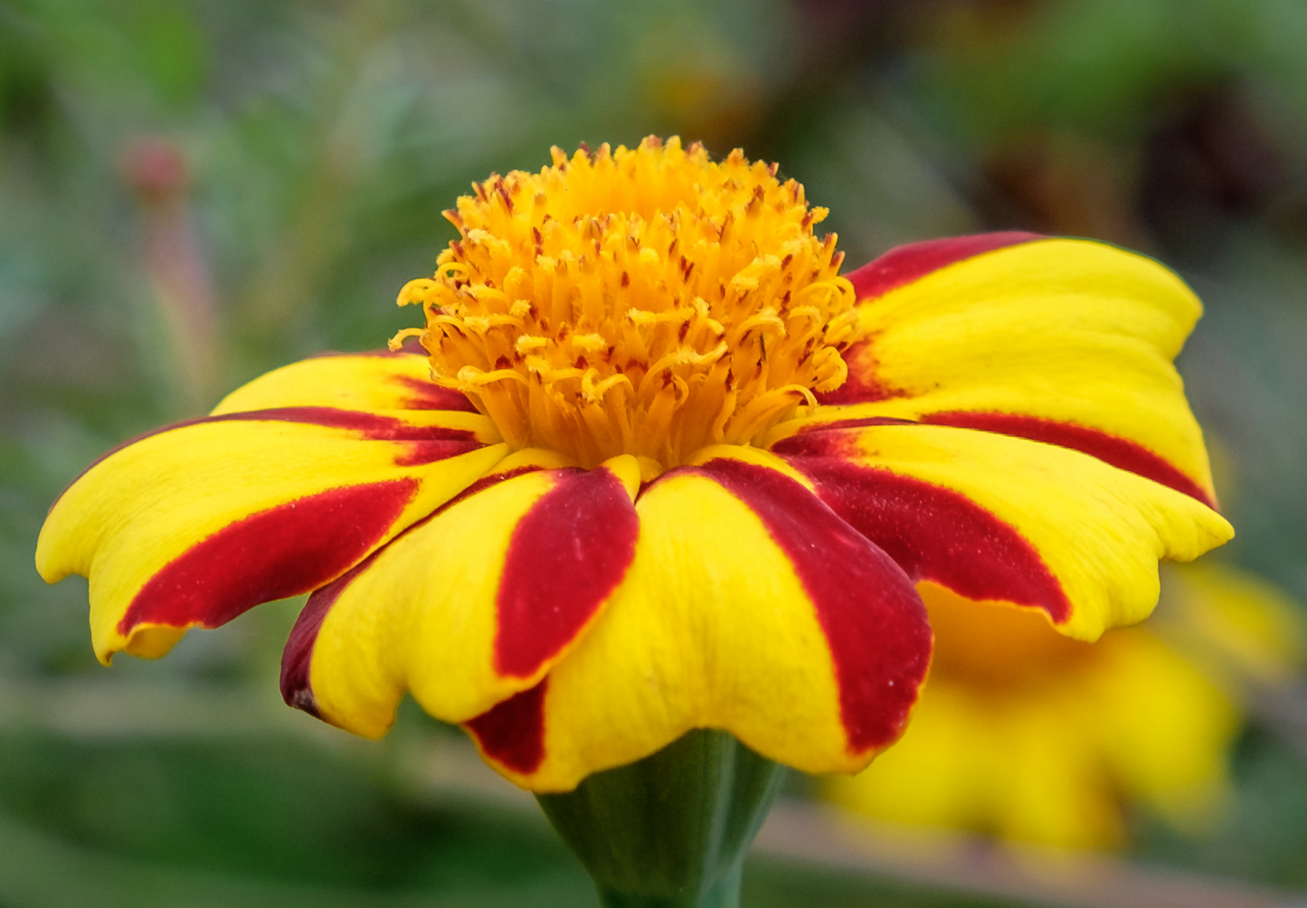 Fransk Dværgtagetes - Tagetes patula nana 'Dandy Stripe'