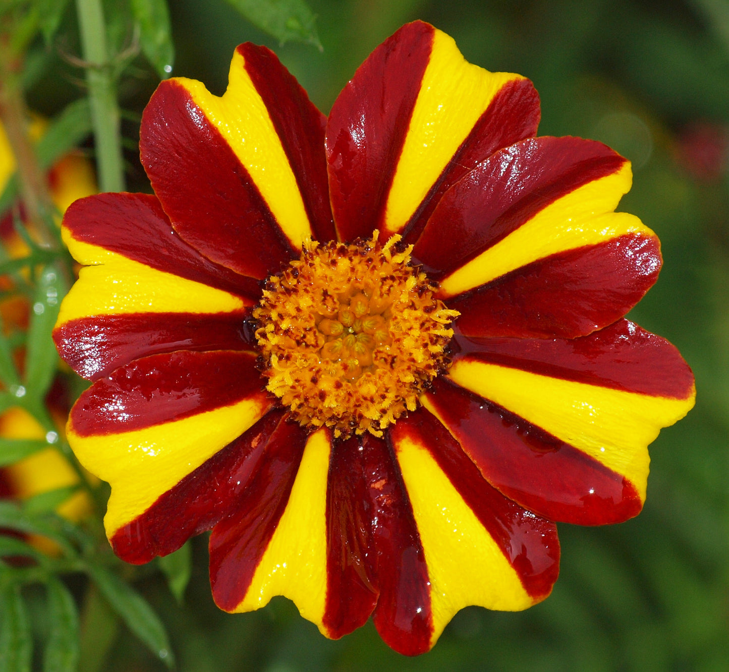 Fransk Dværgtagetes - Tagetes patula nana 'Dandy Stripe'