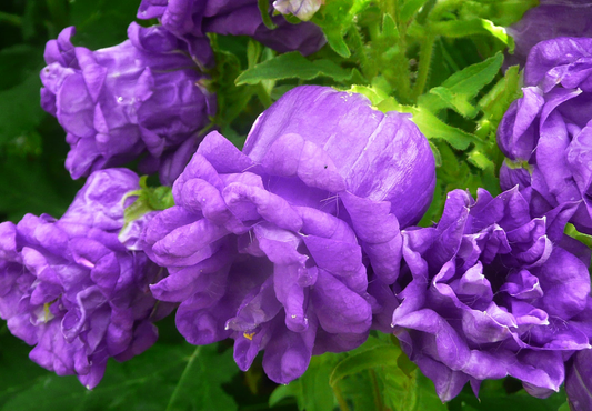 Dobbelt Klokkeblomst - Campanula medium