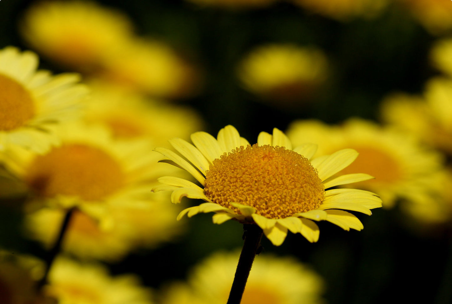 Farve gåseurt - anthemis tinctoria