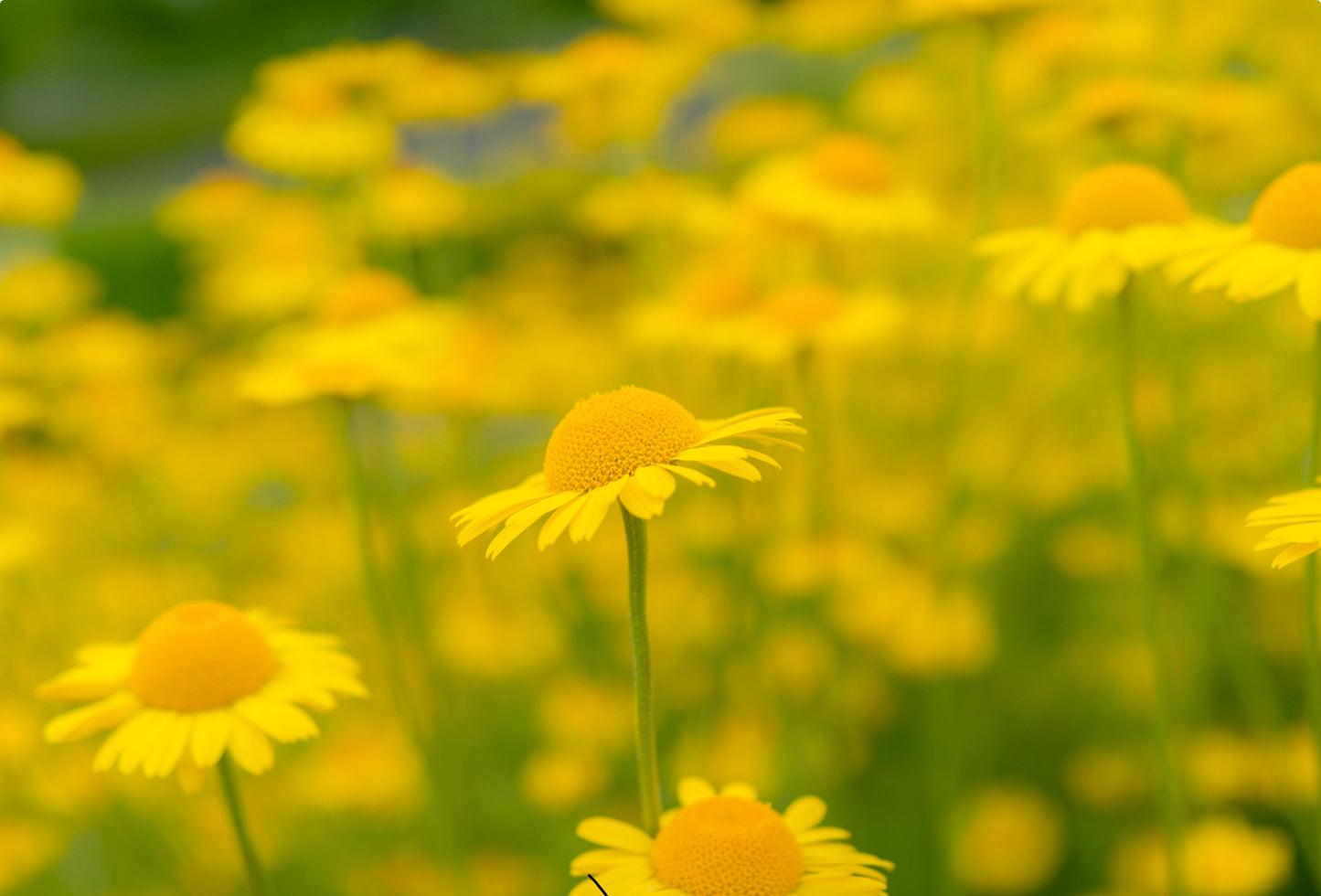 Farve gåseurt - anthemis tinctoria