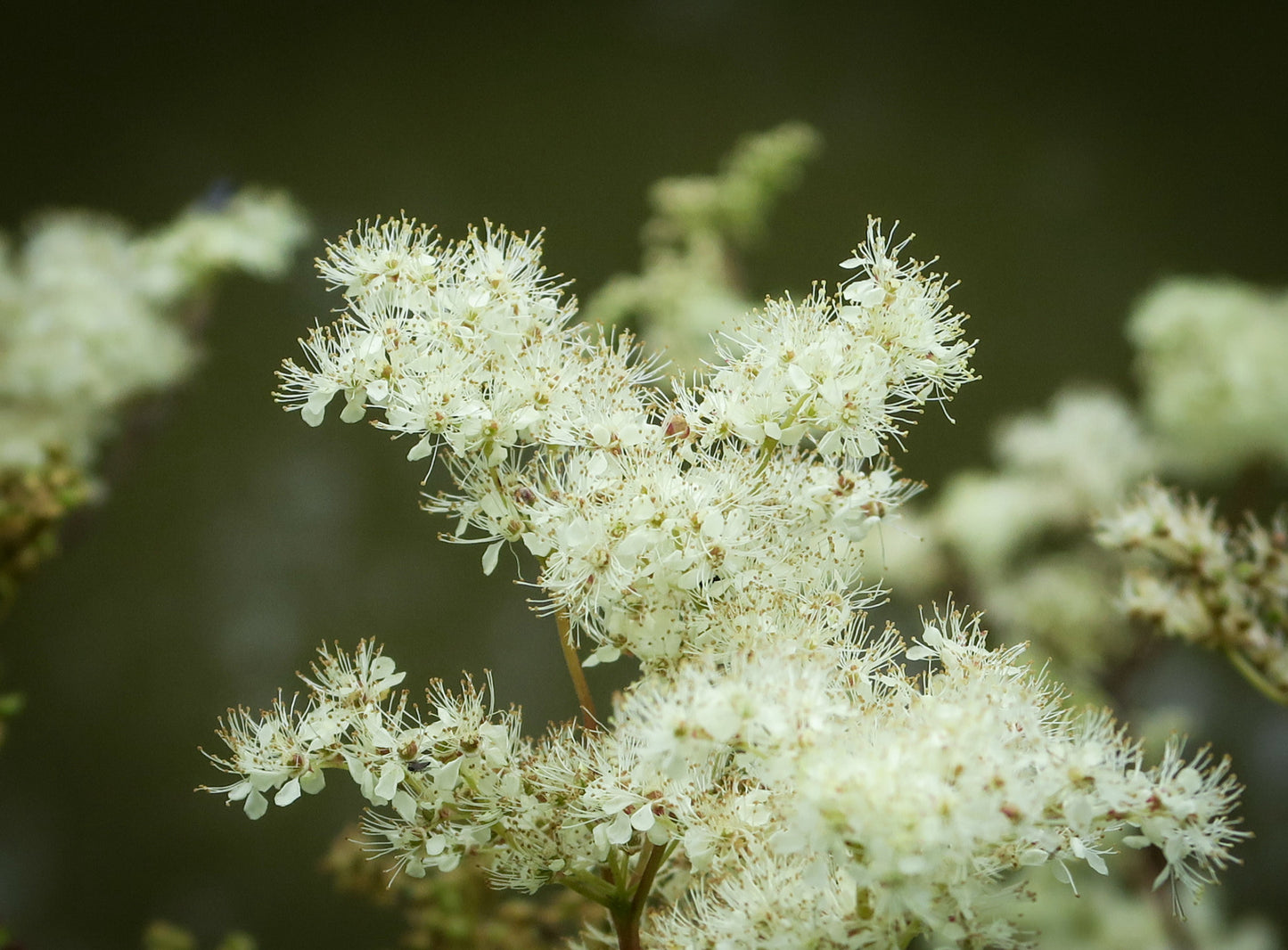 Almindelig Mjødurt - filipendula ulmaria