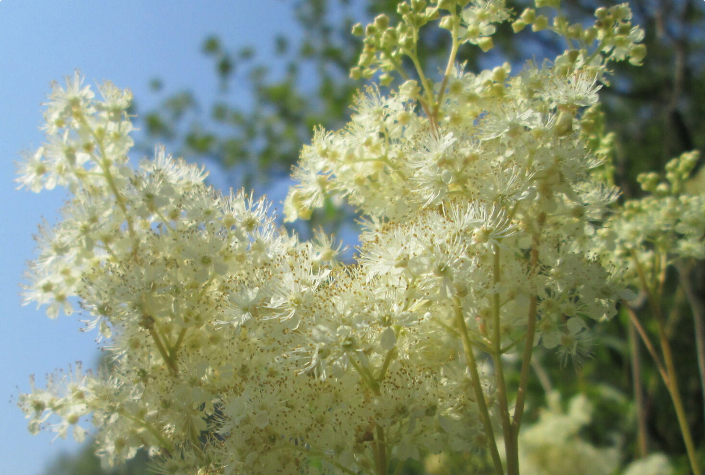 Almindelig Mjødurt - filipendula ulmaria