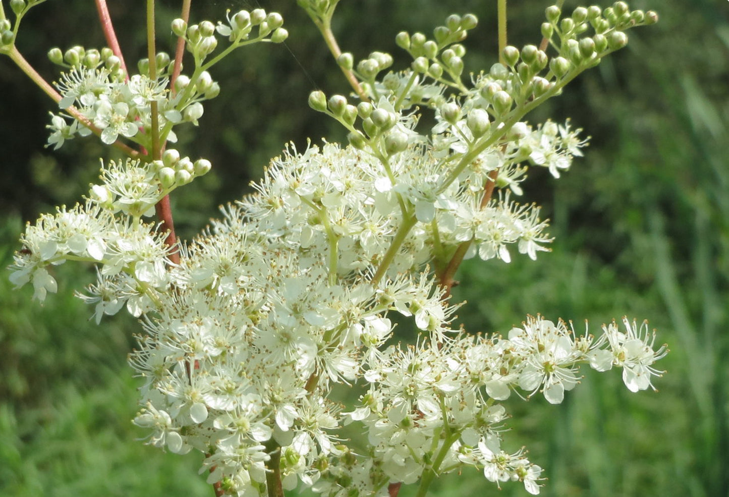 Almindelig Mjødurt - filipendula ulmaria