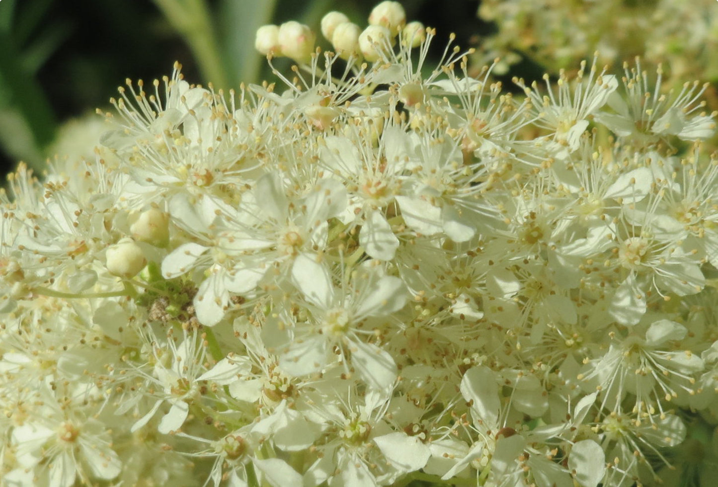 Almindelig Mjødurt - filipendula ulmaria