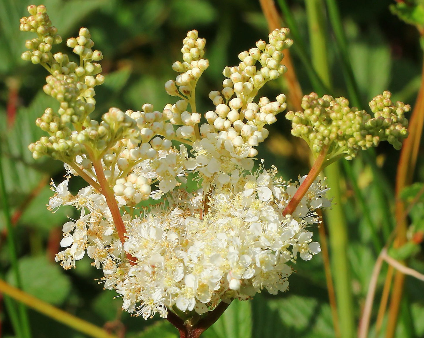 Almindelig Mjødurt - filipendula ulmaria