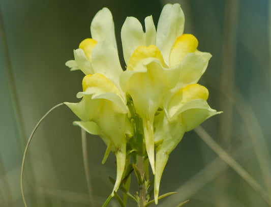 Torskemund (Linaria vulgaris)