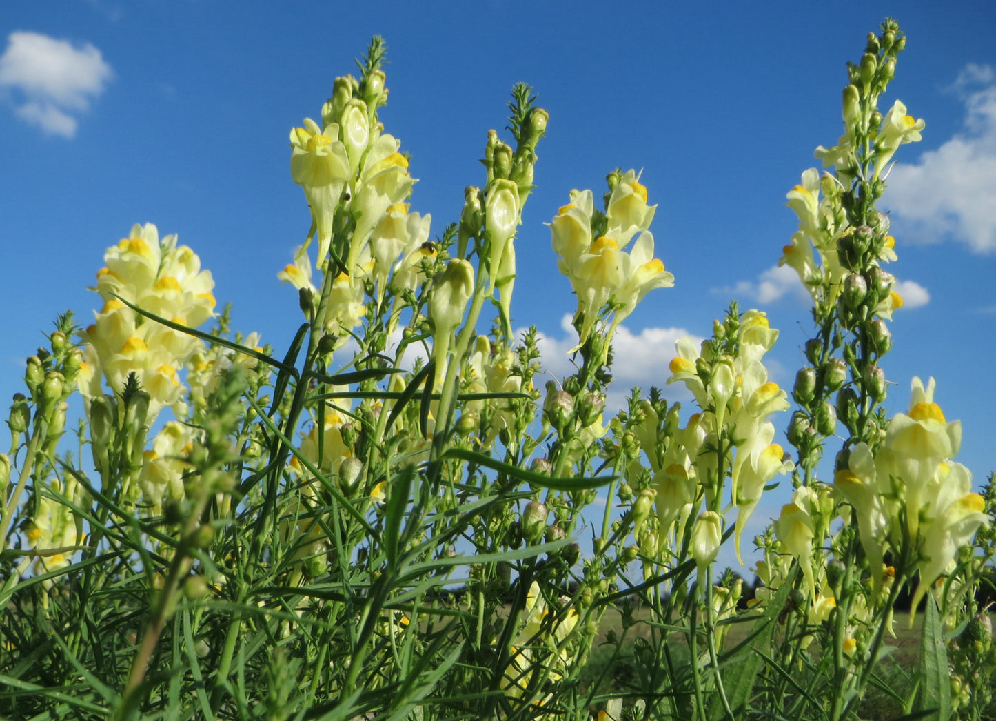 Torskemund (Linaria vulgaris)