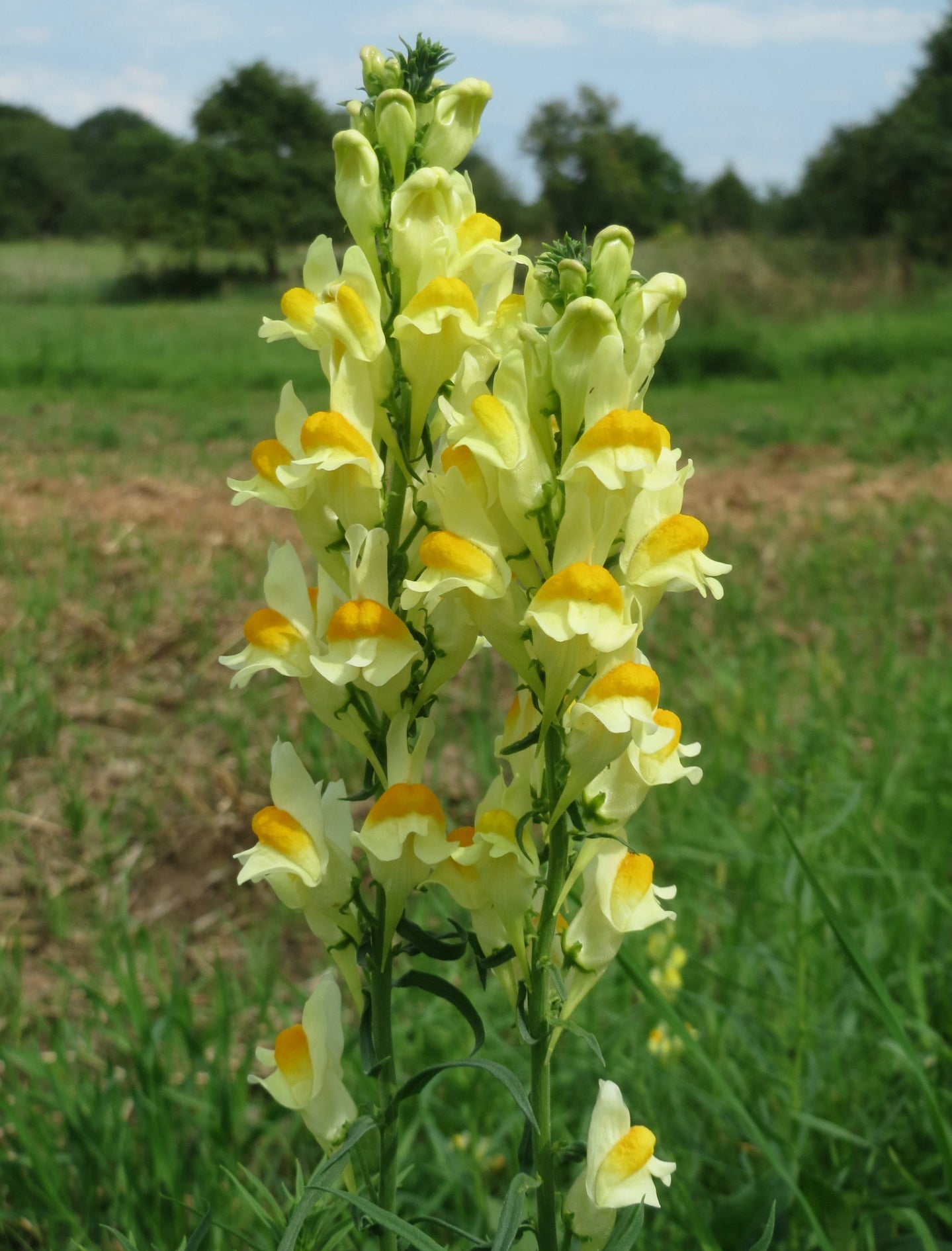 Torskemund (Linaria vulgaris)