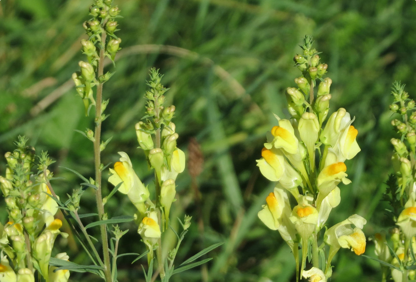 Torskemund (Linaria vulgaris)