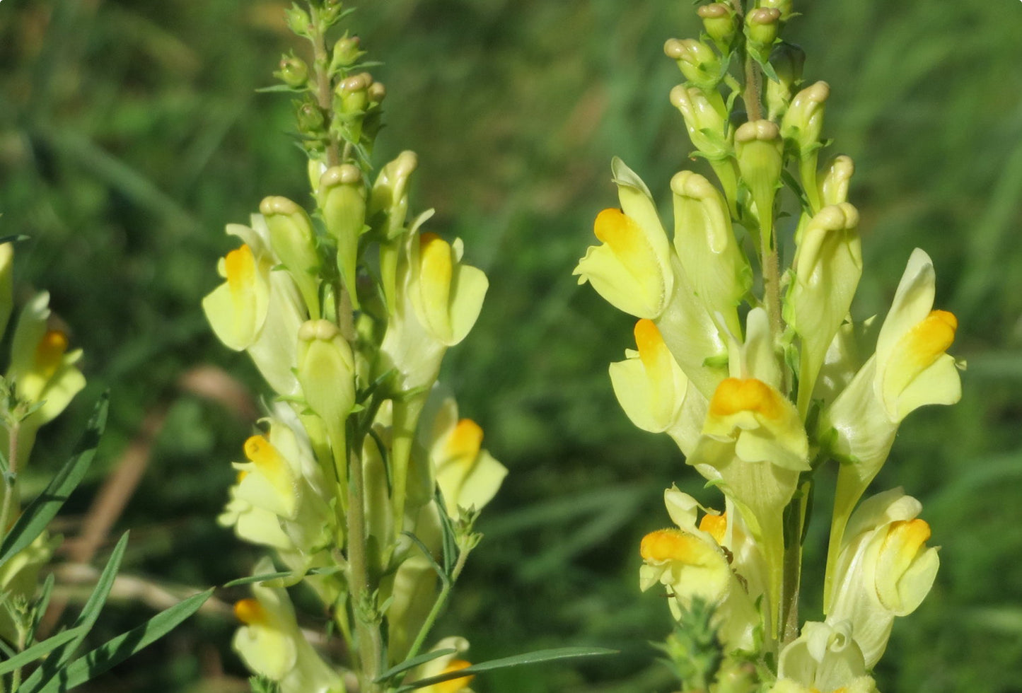 Torskemund (Linaria vulgaris)