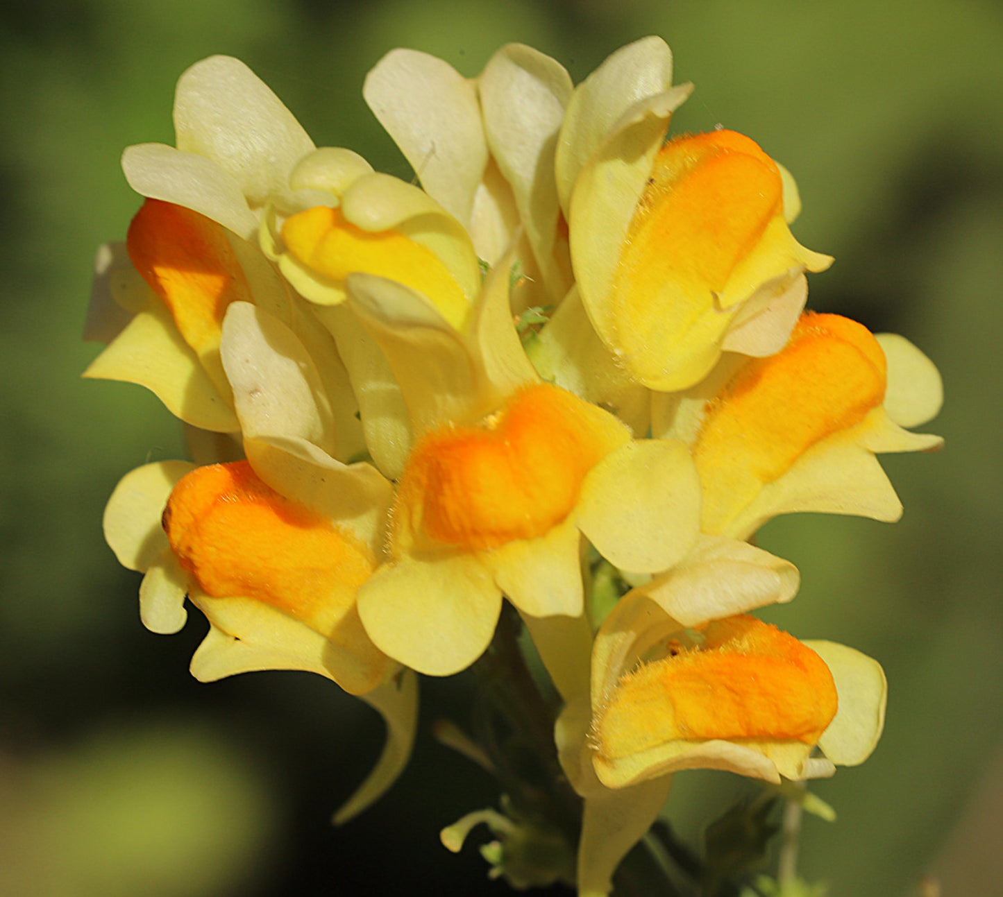 Torskemund (Linaria vulgaris)