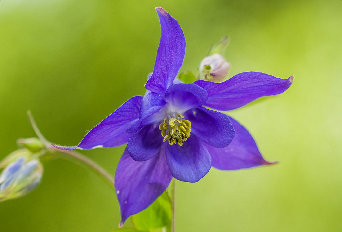 Almindelig akeleje (Aquilegia vulgaris)