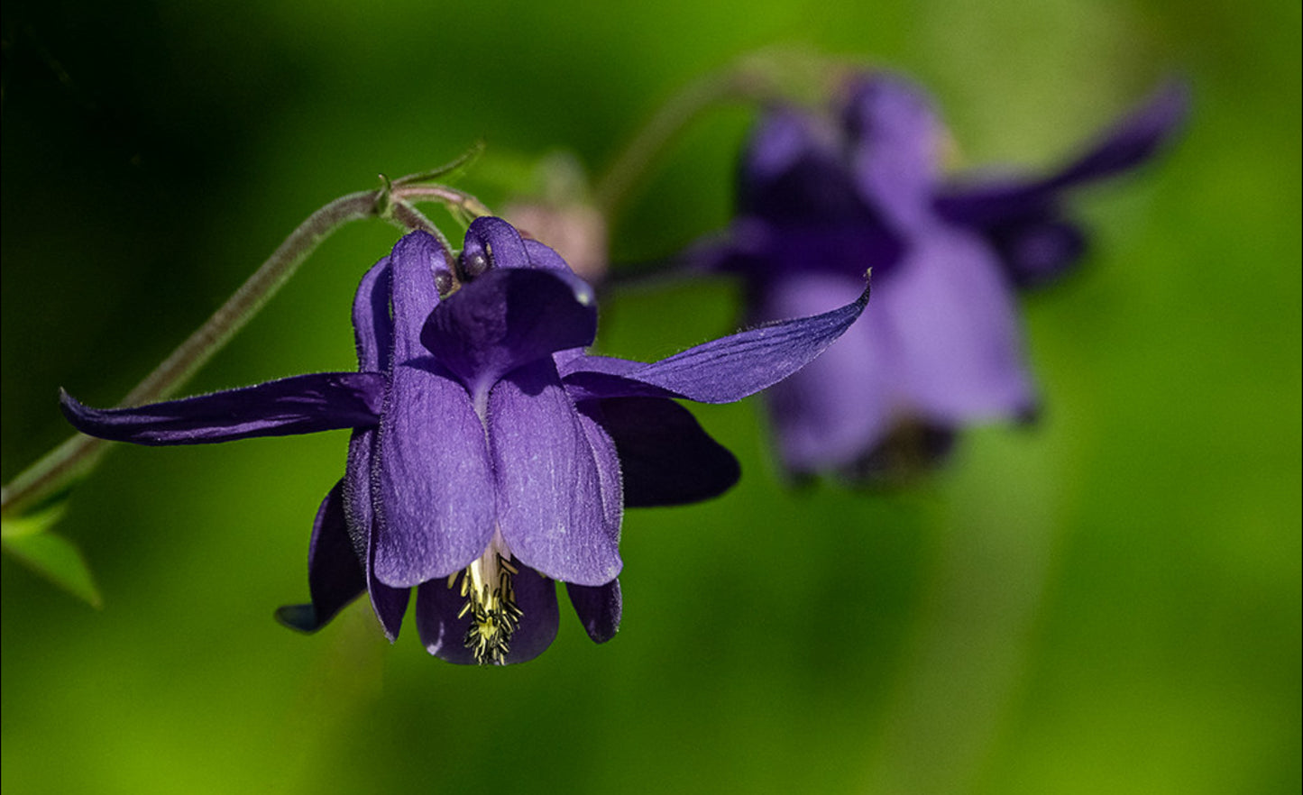 Almindelig akeleje (Aquilegia vulgaris)