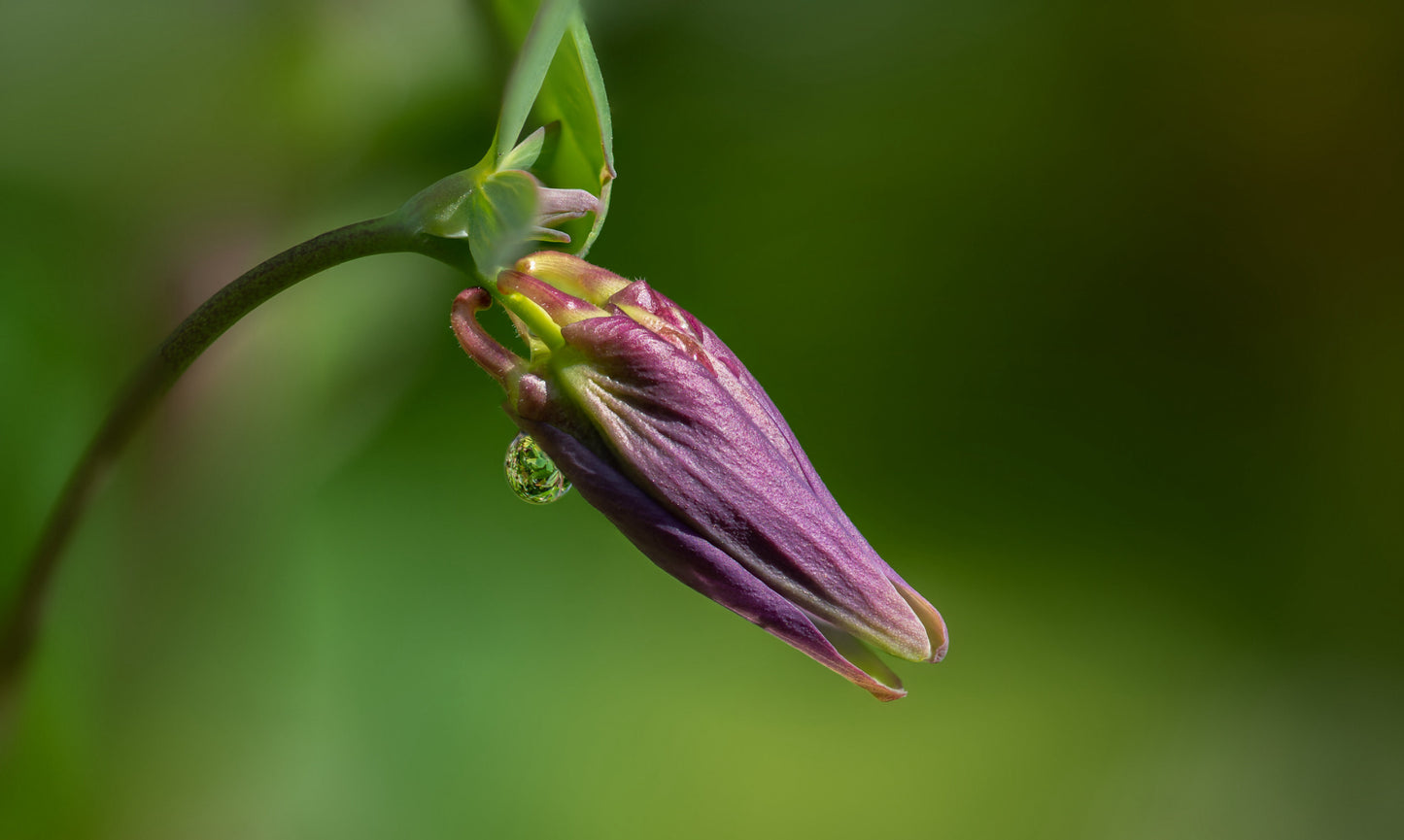 Almindelig akeleje (Aquilegia vulgaris)