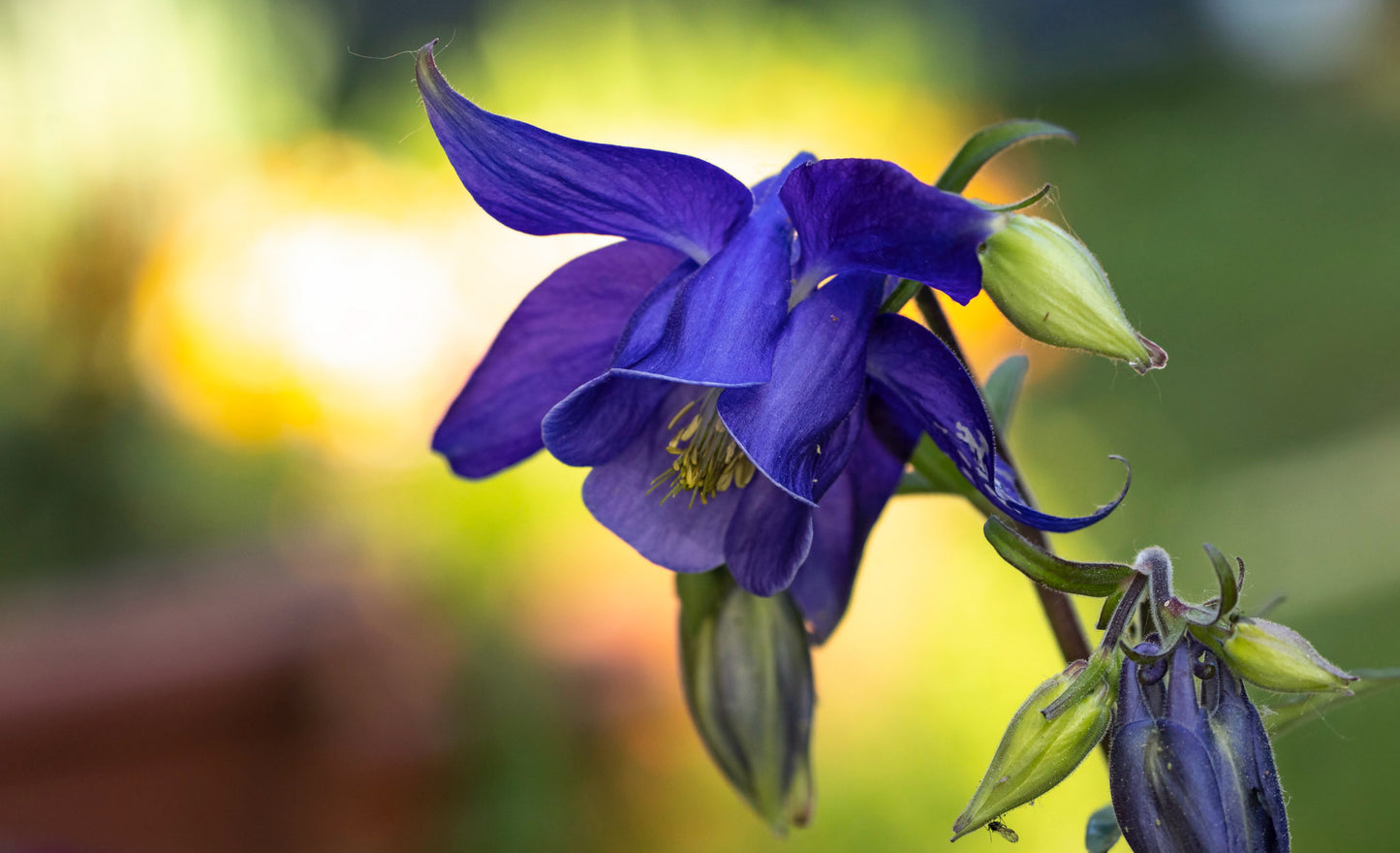 Almindelig akeleje (Aquilegia vulgaris)