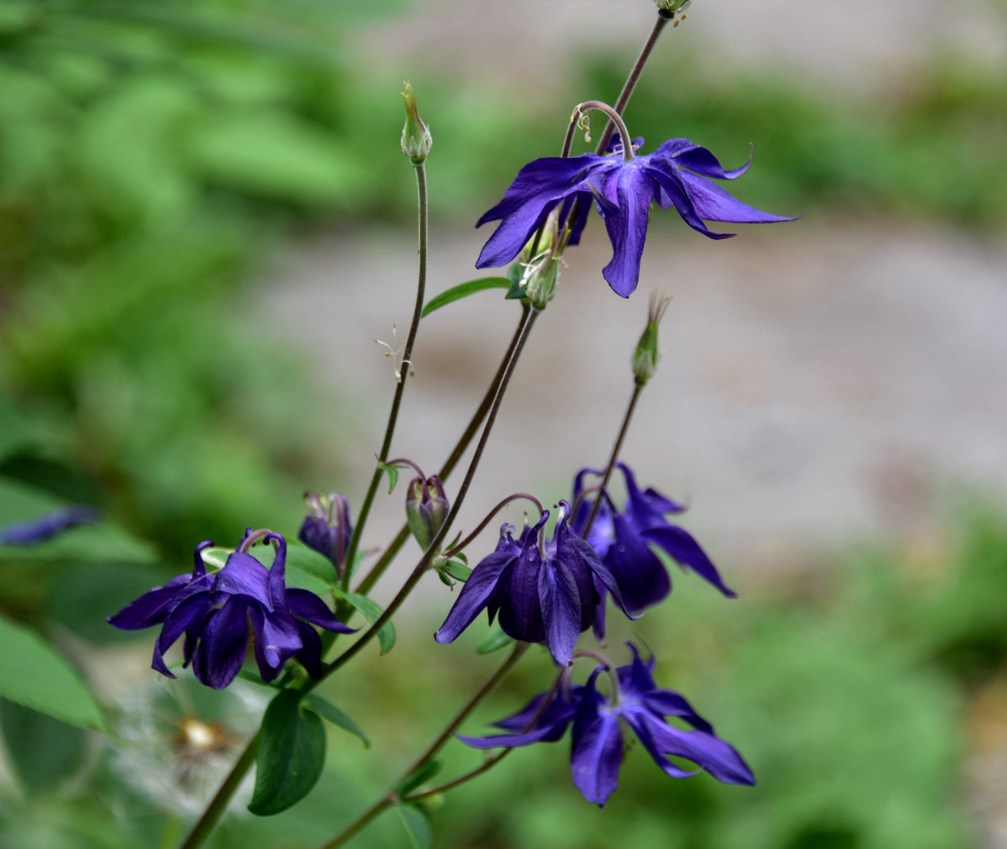 Almindelig akeleje (Aquilegia vulgaris)