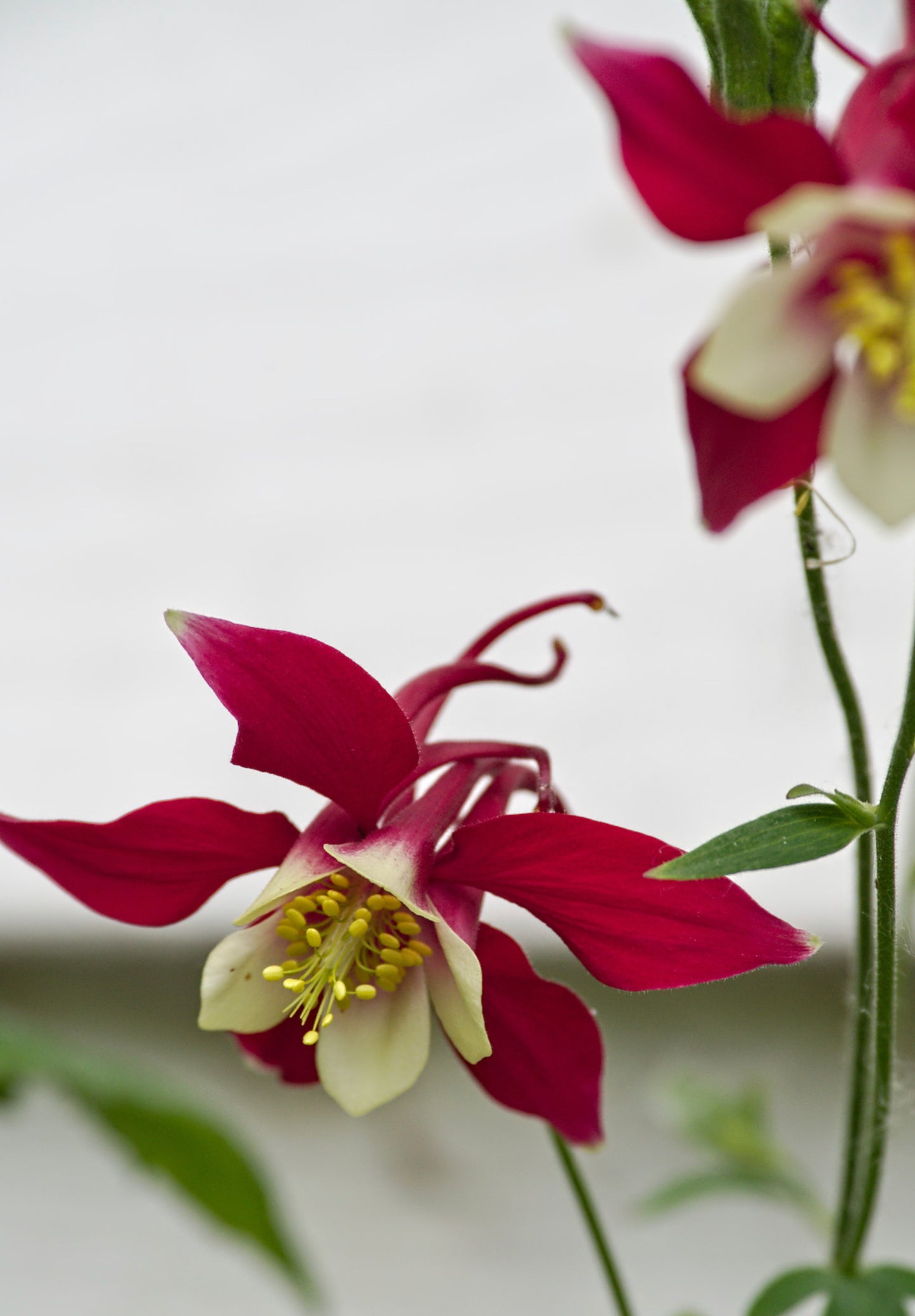 Akeleje Crimson Star - Aquilegia Caerulea Crimson Star